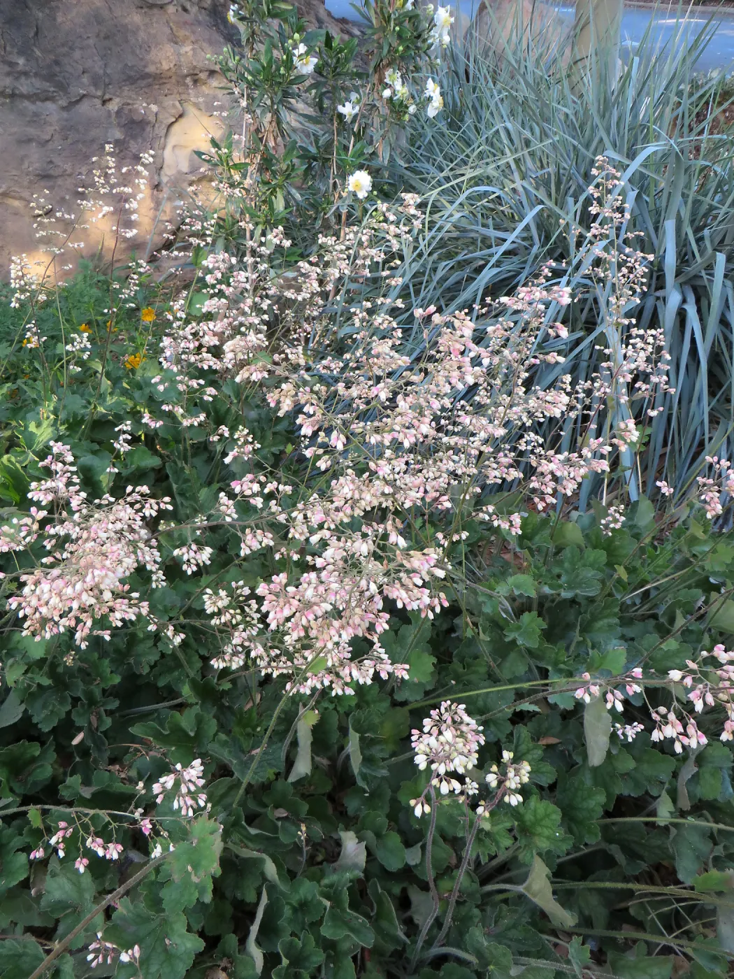 Heuchera â€˜Opal' at Garden entrance