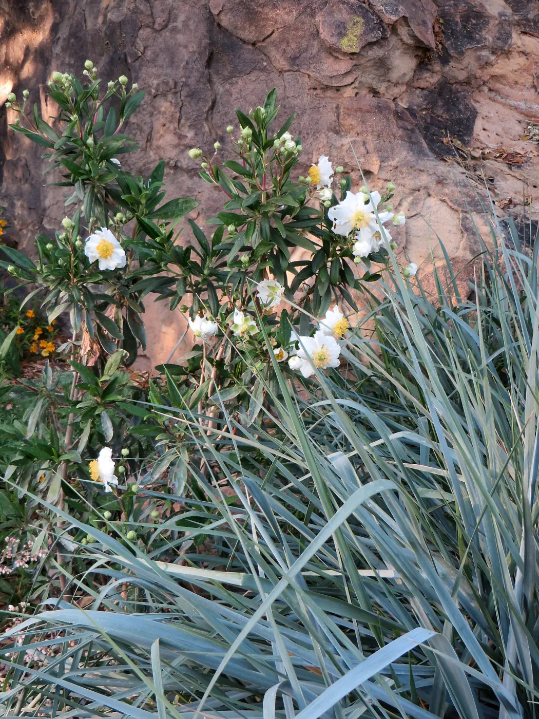 Carpenteria â€˜Elizabeth', Leymus â€˜Canyon Prince' at the entrance