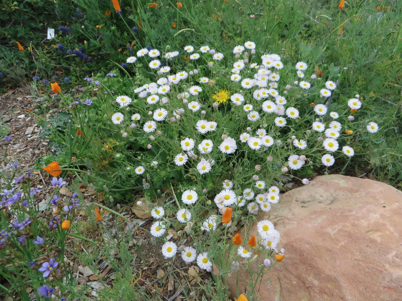 Erigeron divergens