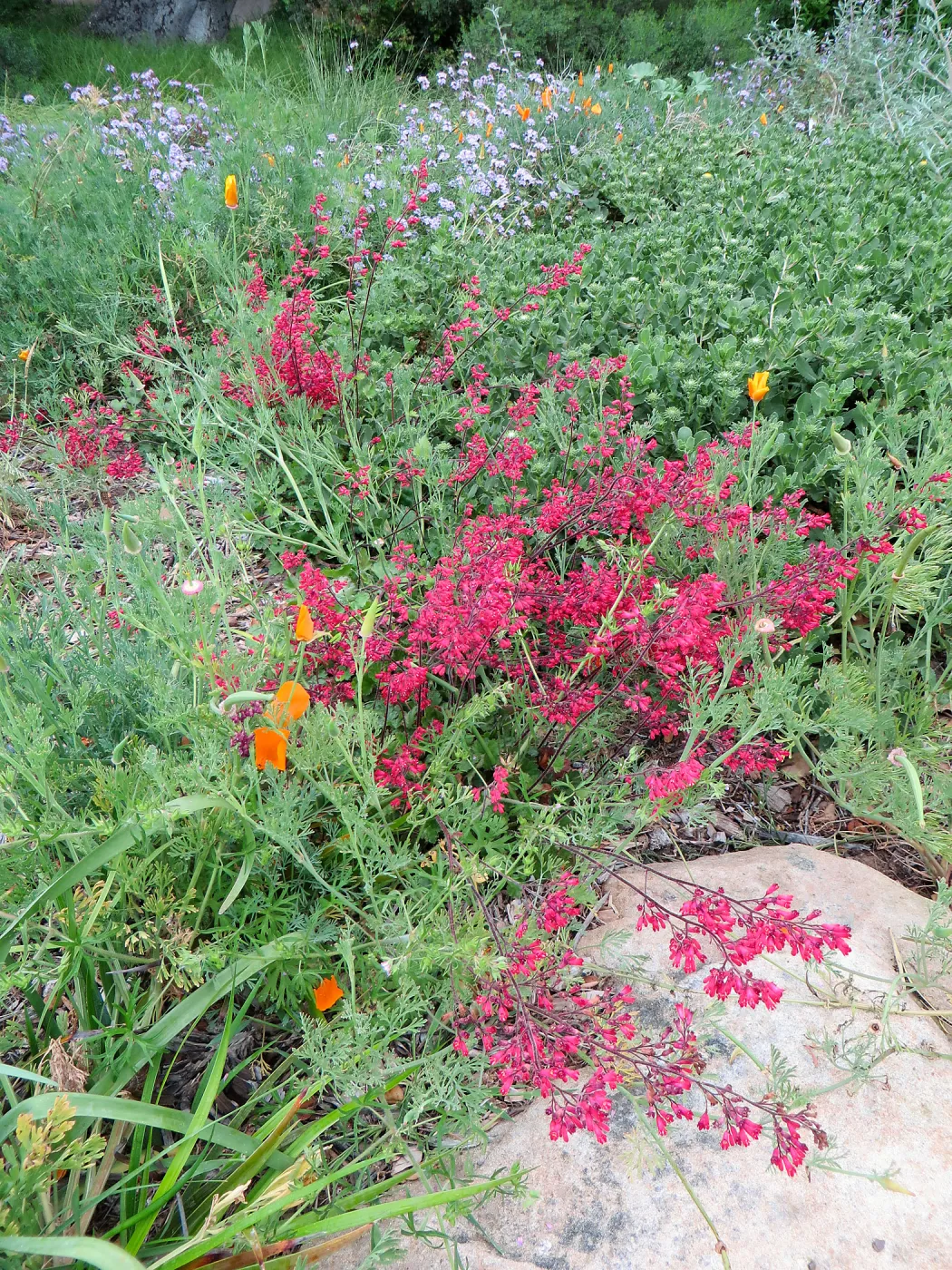 Heuchera â€˜Canyon Belle' lower Groundcover display