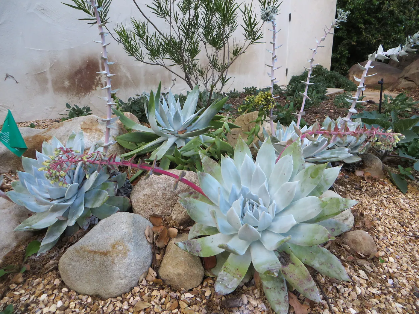 Dudleya brittoni at Water Wise Home Garden