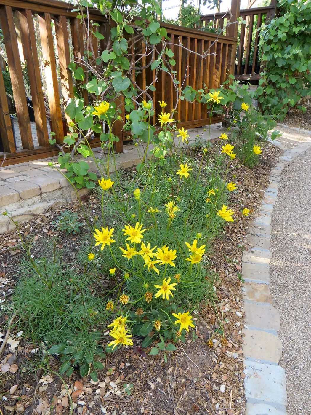 Leptosyne (Coreopsis) maritimus at the Water Wise Home Garden