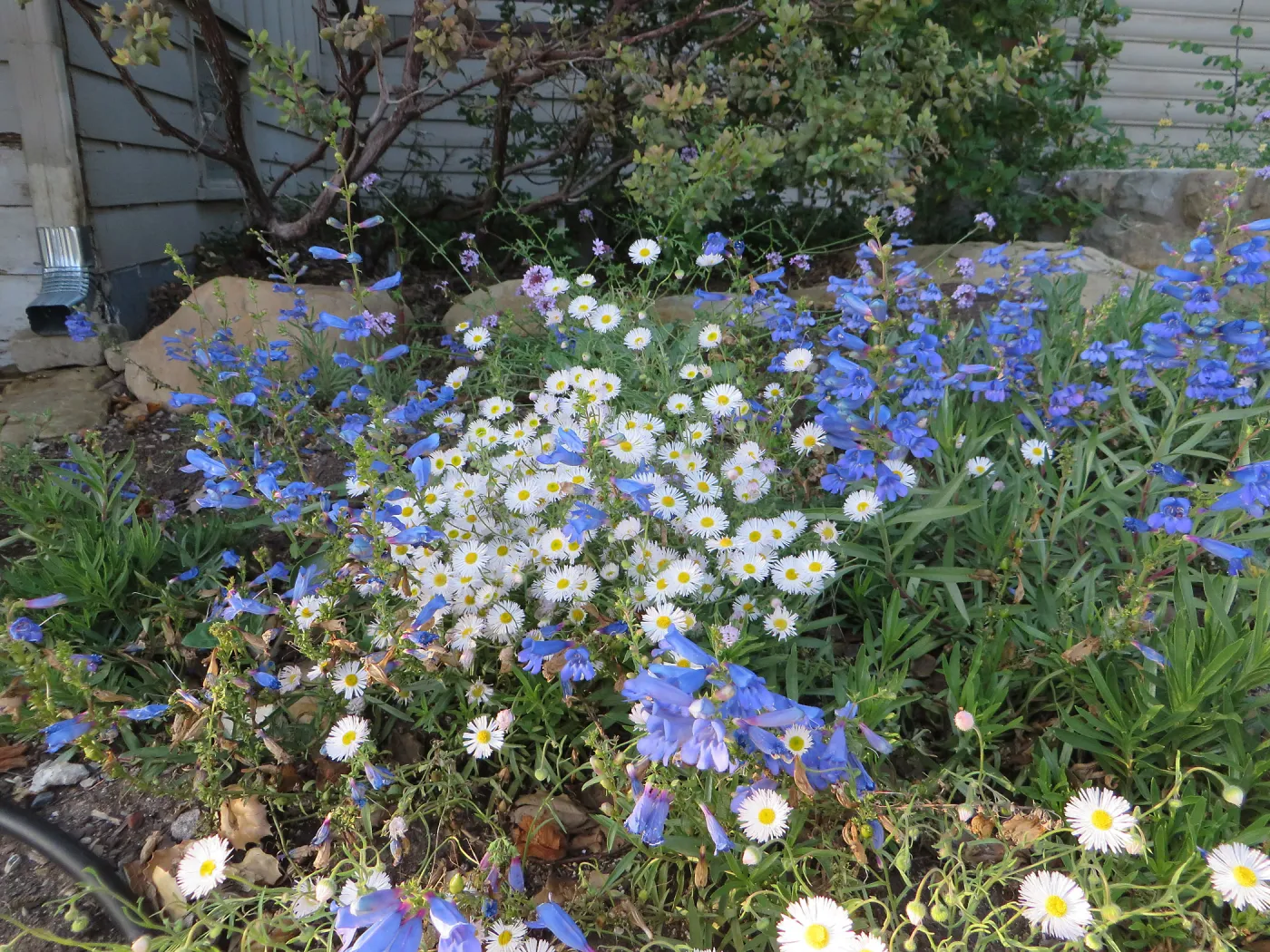 Water Wise Home Garden. Penstemon â€˜Margarita BOP', Erigeron divergens