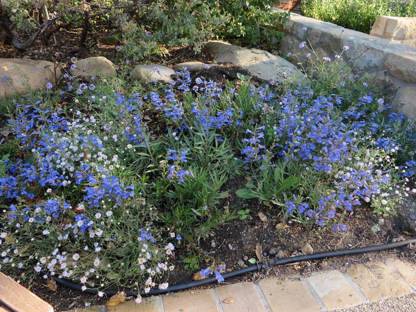 Water Wise Home Garden