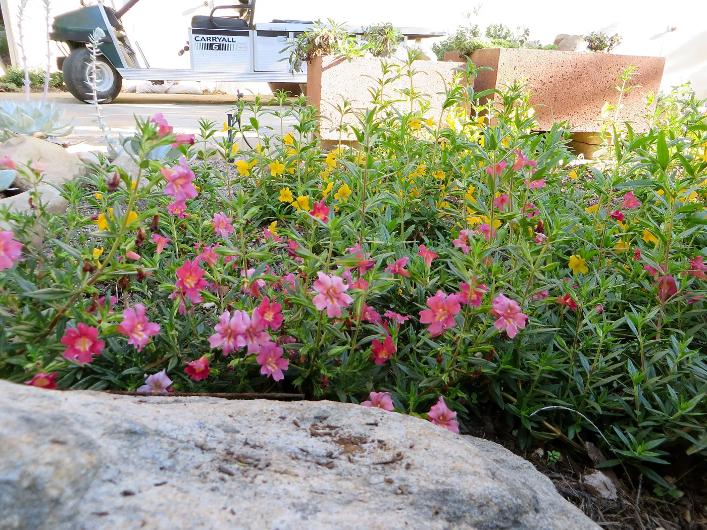 Water Wise Home Garden. Diplacus â€˜Trish' and â€˜Jelly Bean Gold'