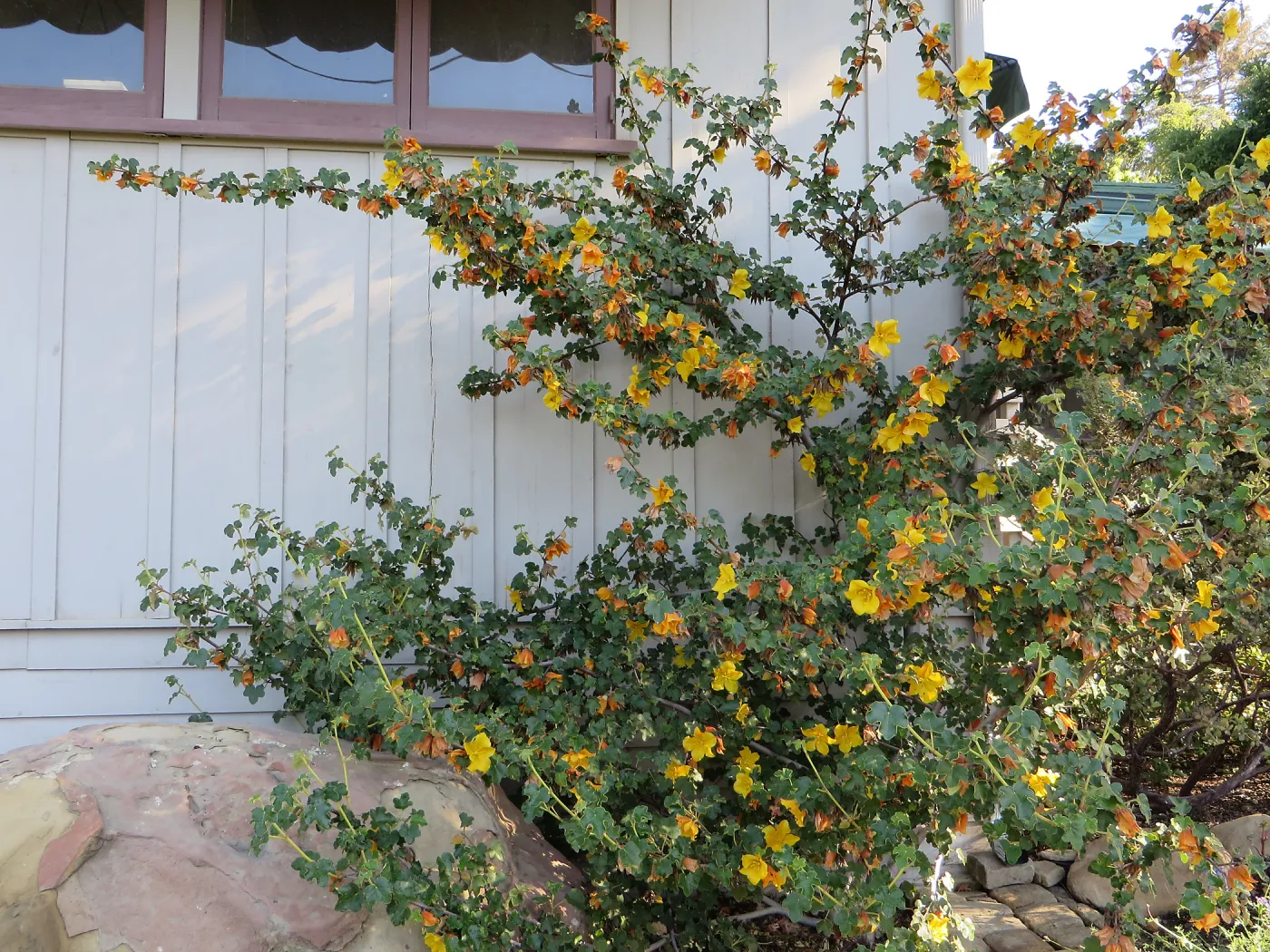 Water Wise Home Garden. Fremontodendron â€˜Pacific Sunset'
