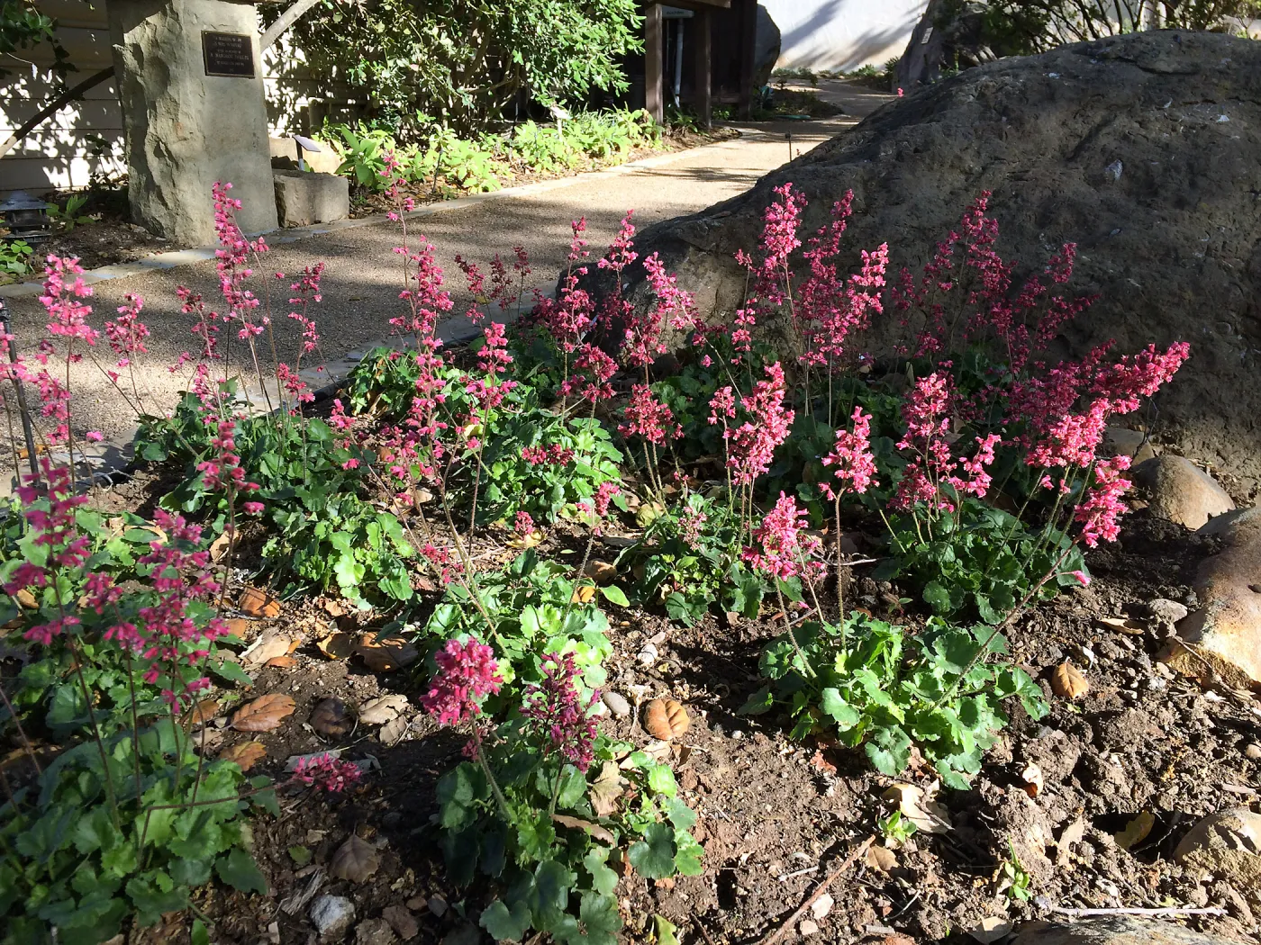 Heuchera â€˜Canyon Pink' at the Water Wise Home Garden