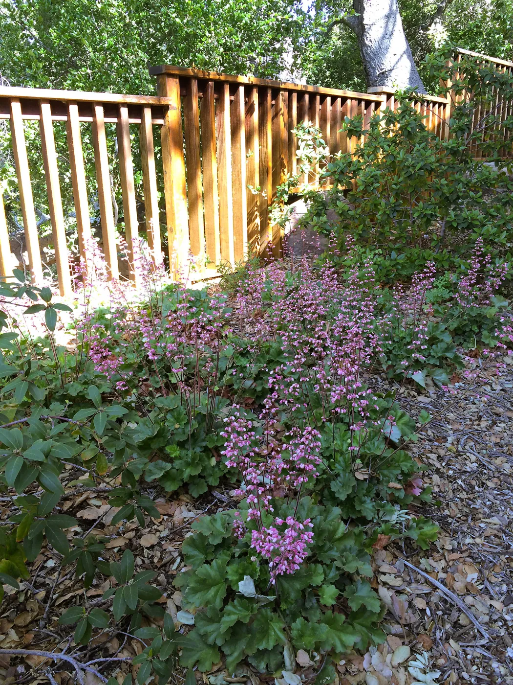 Heuchera â€˜Old La Rochette' at the Water Wise Home Garden