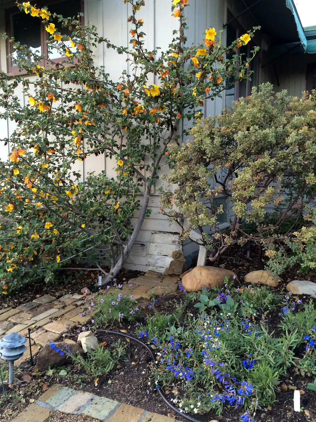 Water Wise Home Garden shortly after planting