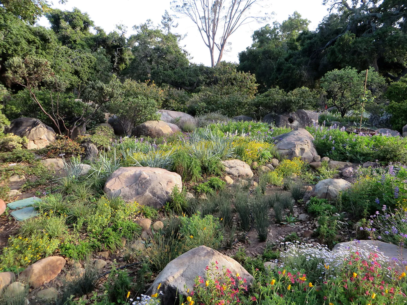 Water Wise Home Garden. Rain garden display