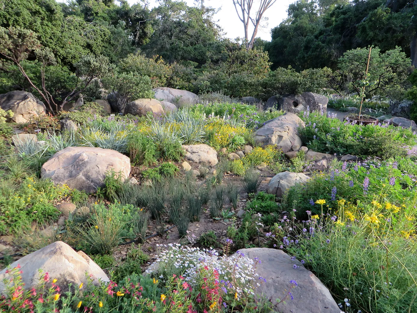 Water Wise Home Garden. Rain garden display
