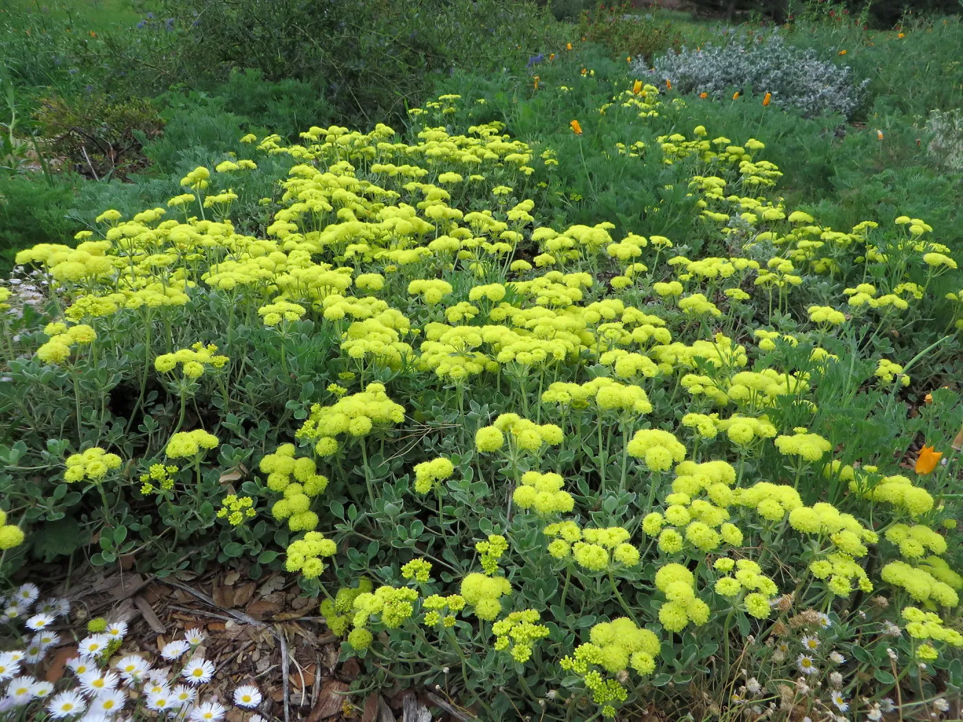 Eriogonum â€˜Shasta Sulphur' in Meadow border