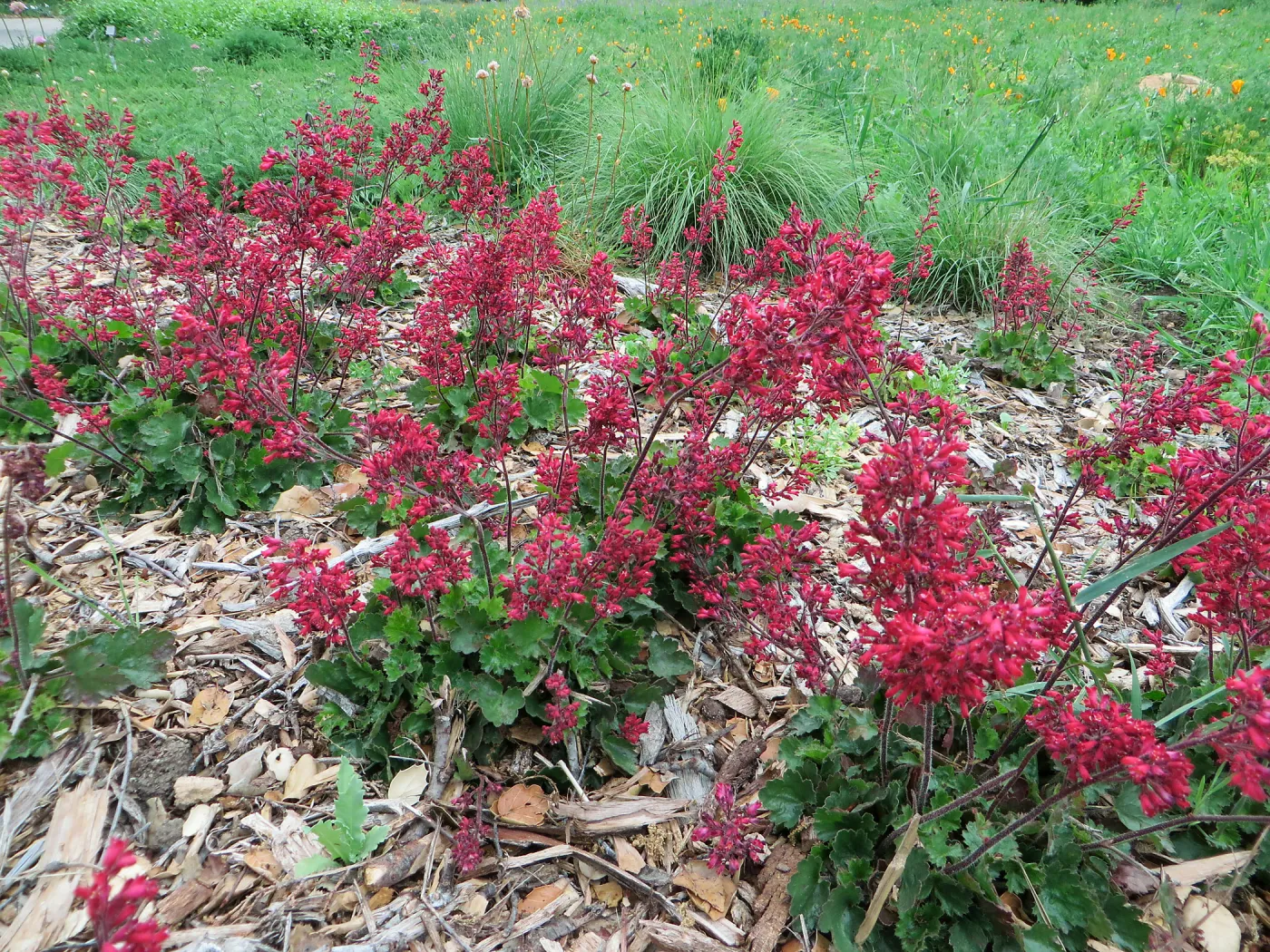 Heuchera â€˜Canyon Belle' at bottom of Meadow