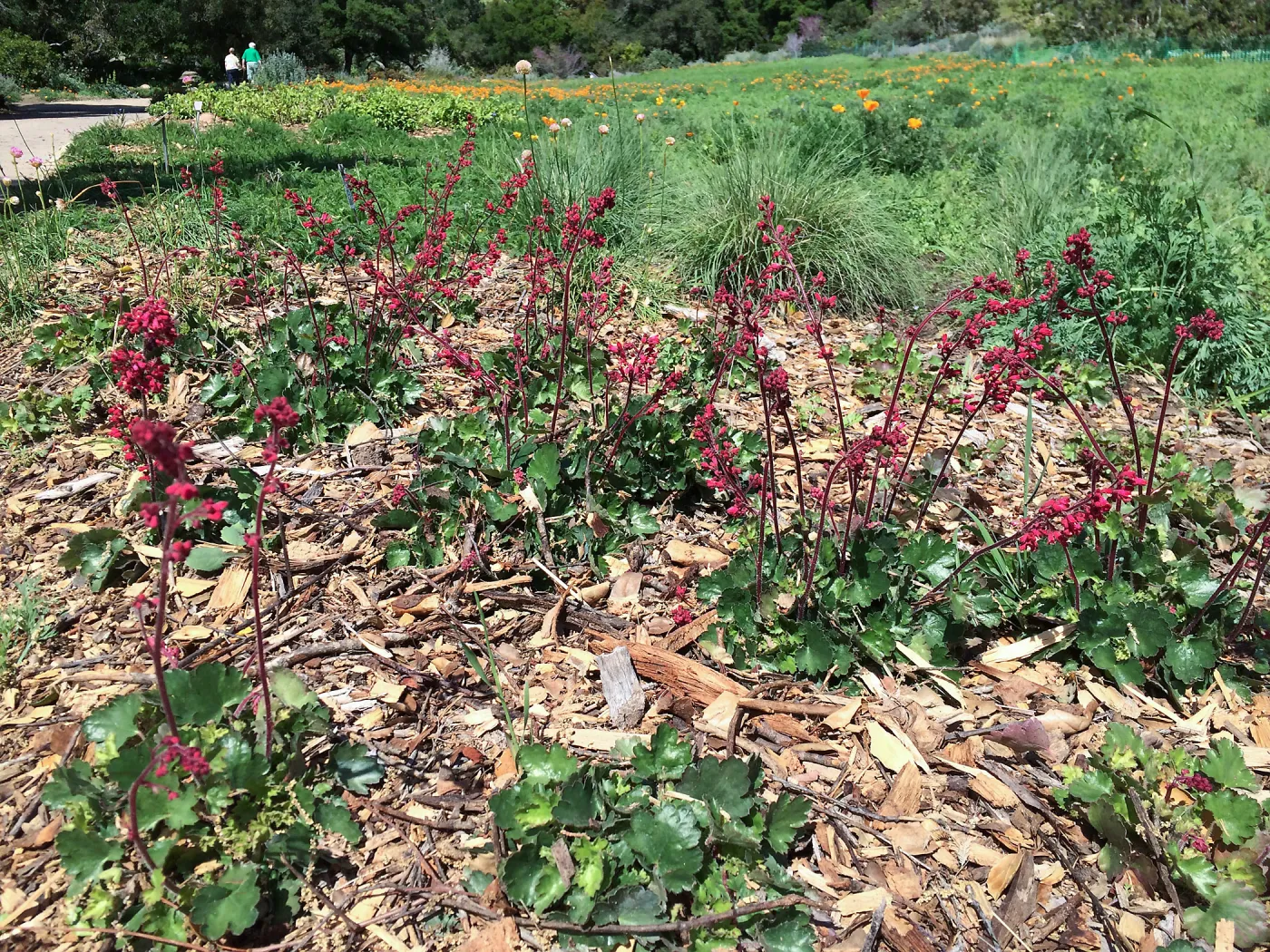 Heuchera Canyon Belle in the lower meadow border