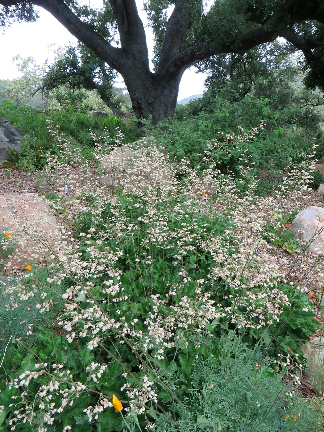Heuchera â€˜Opal', Meadow Oaks