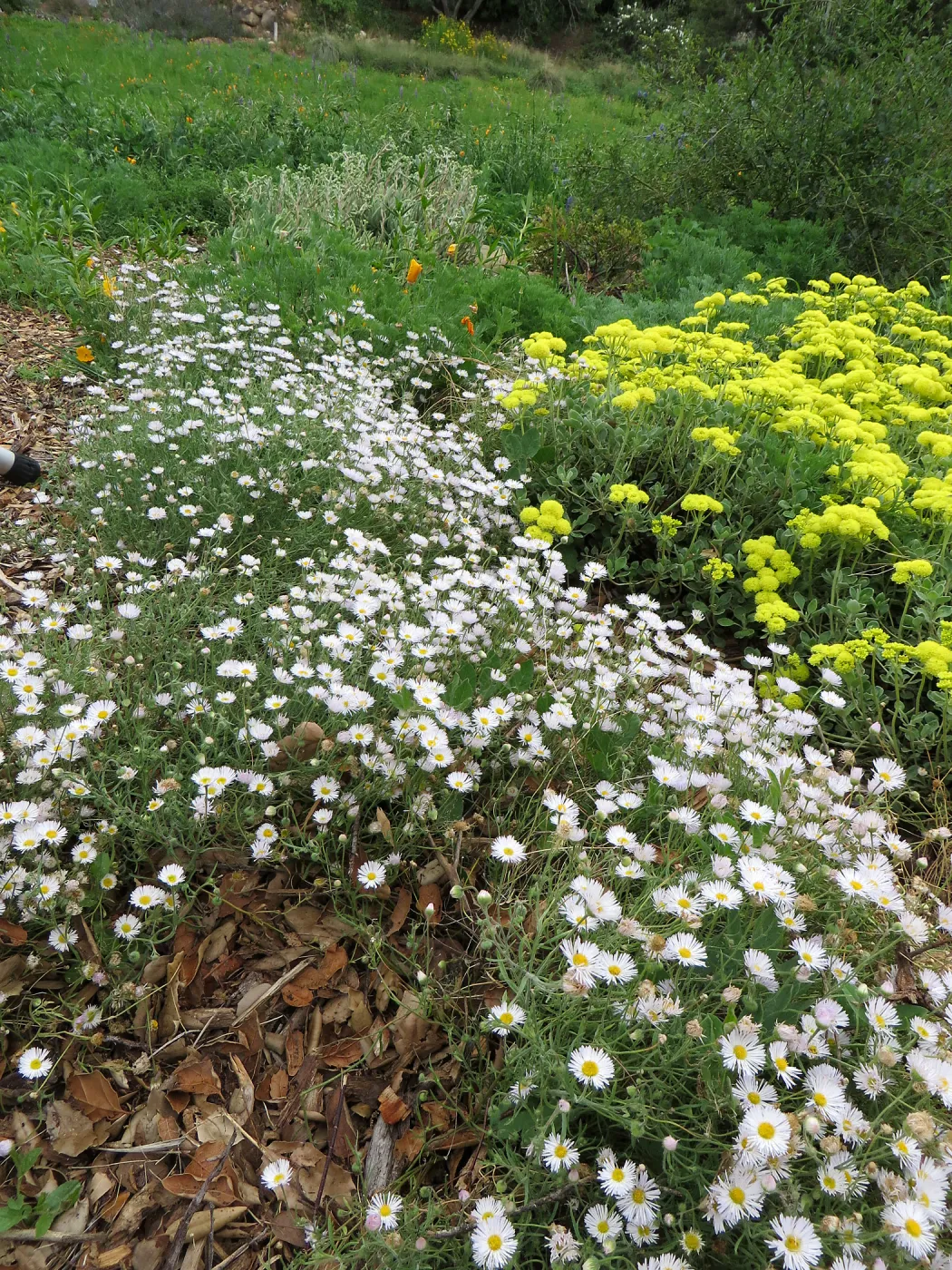 Erigeron divergens in Meadow border