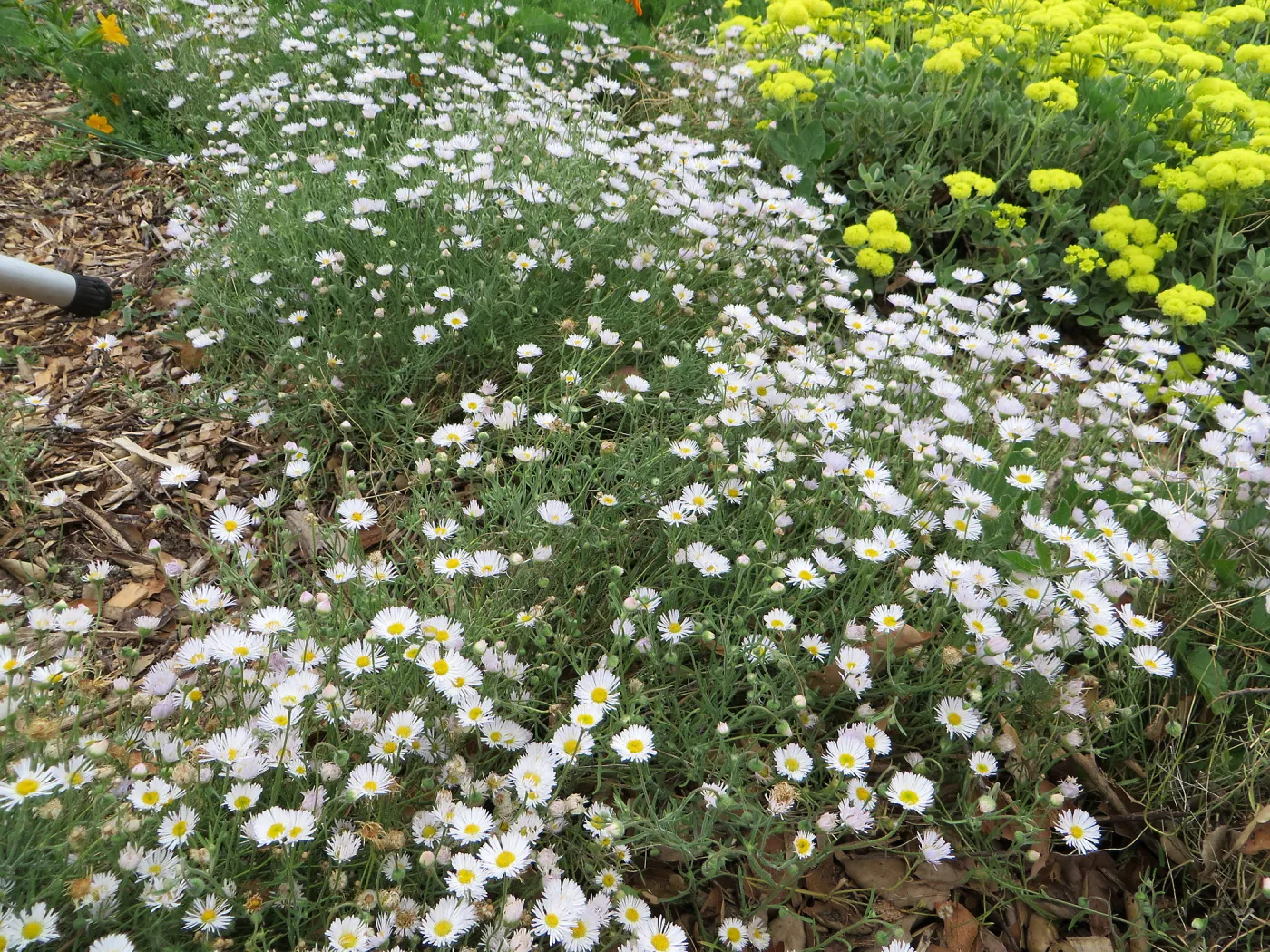 Erigeron divergens in Meadow border