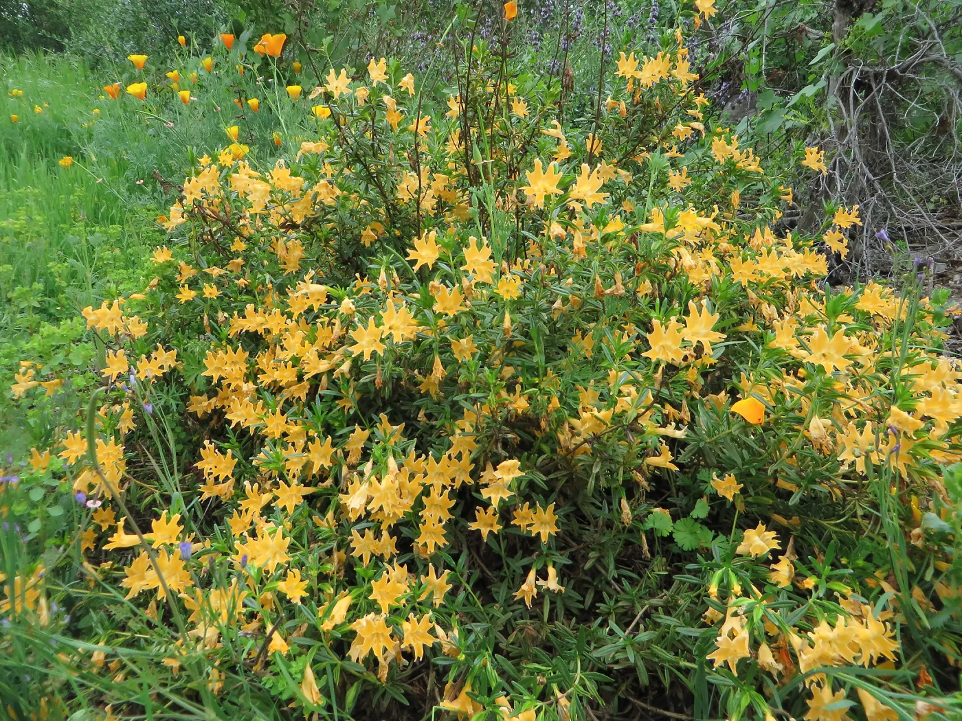 Diplacus aurantiacus. Monkeyflower