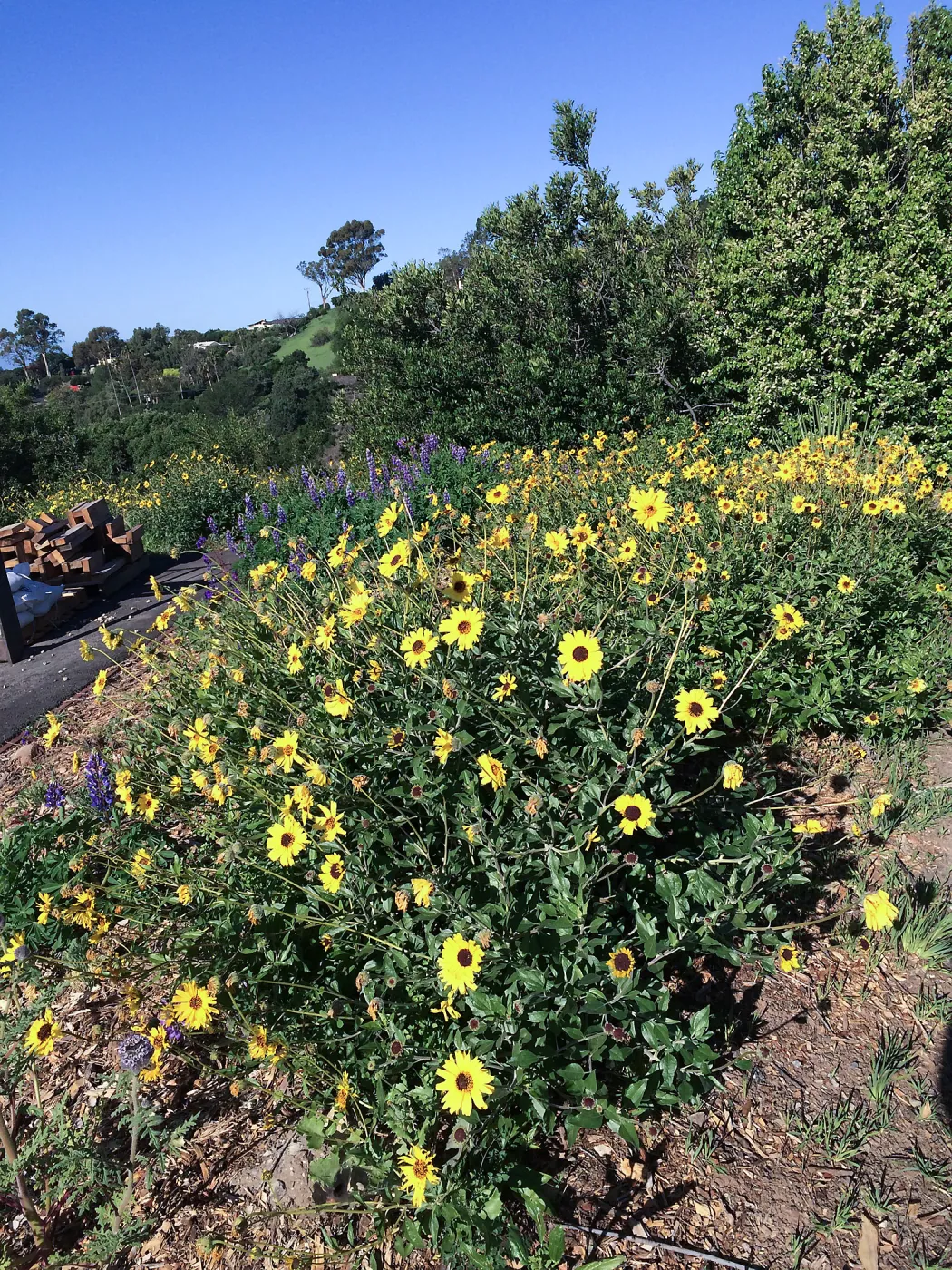 Encelia caifornica on the Porter Trail