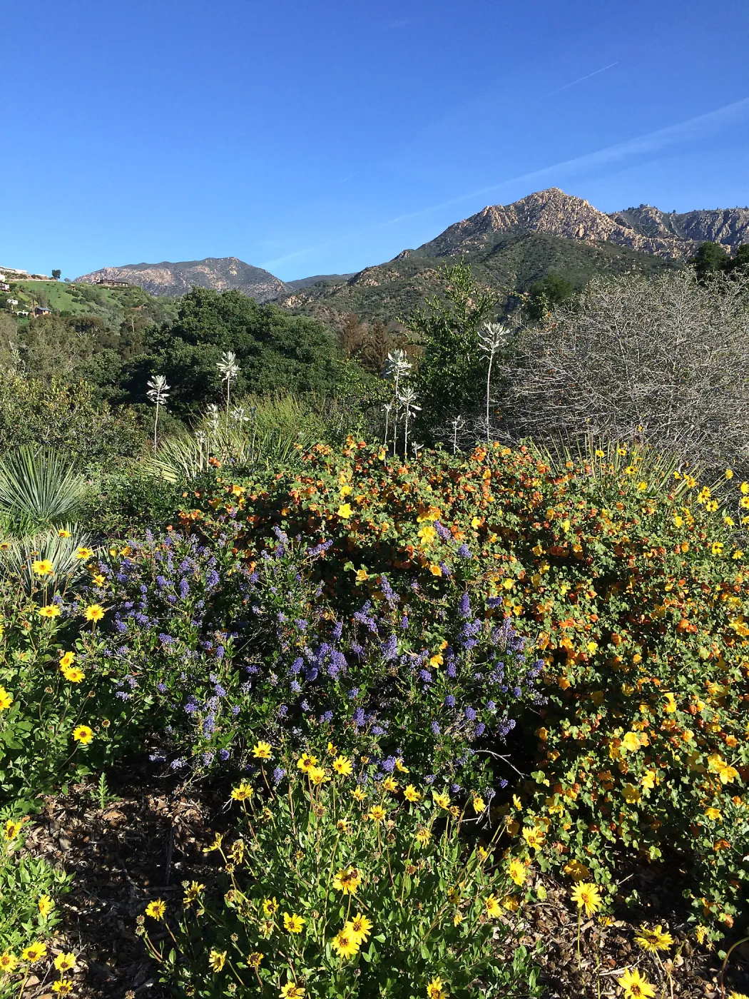 Ceanothus 15-23 with Enclelia californica and Fremontodendron â€˜Daras Gold' on the Porter Trail