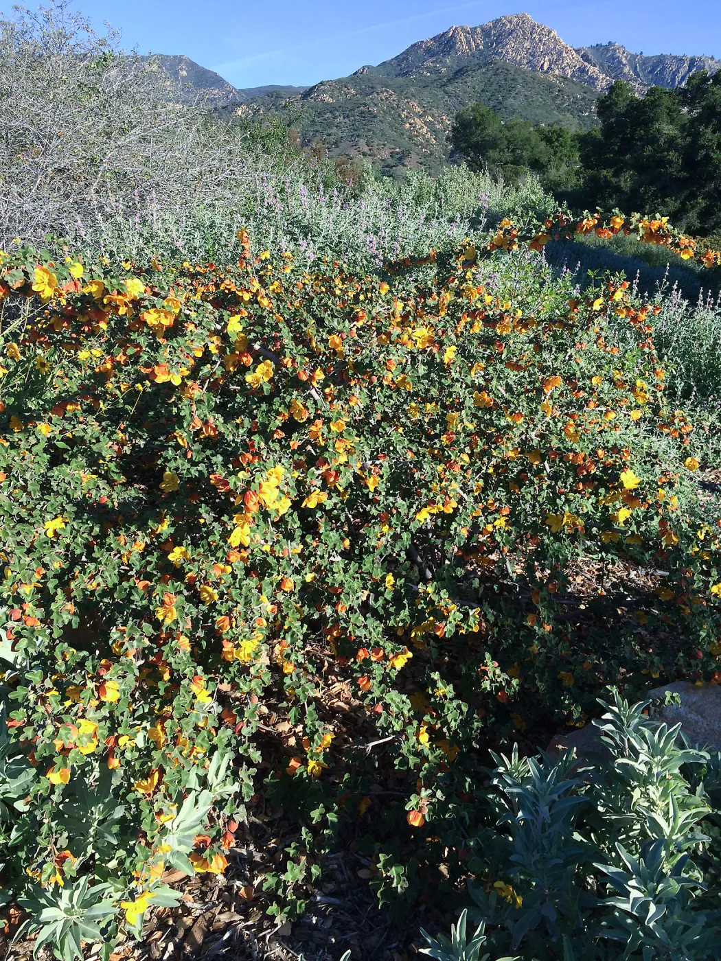 Fremontodendron â€˜Daras Gold' on the Porter Trail