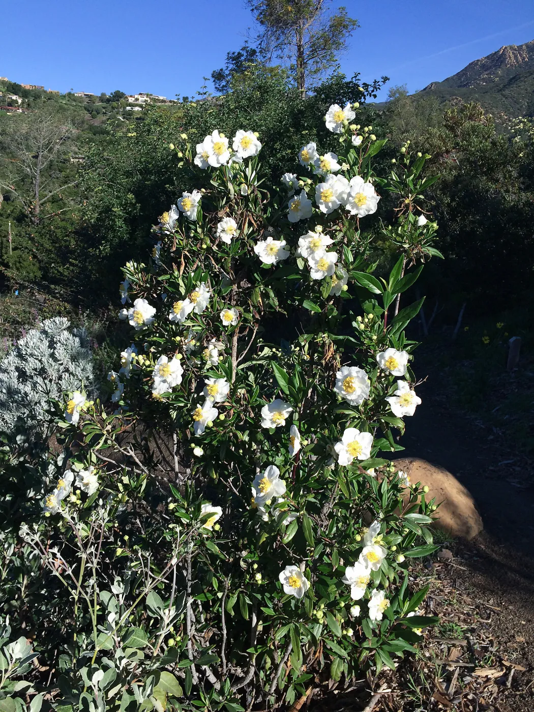 Carpenteria californica on the Porter Trail