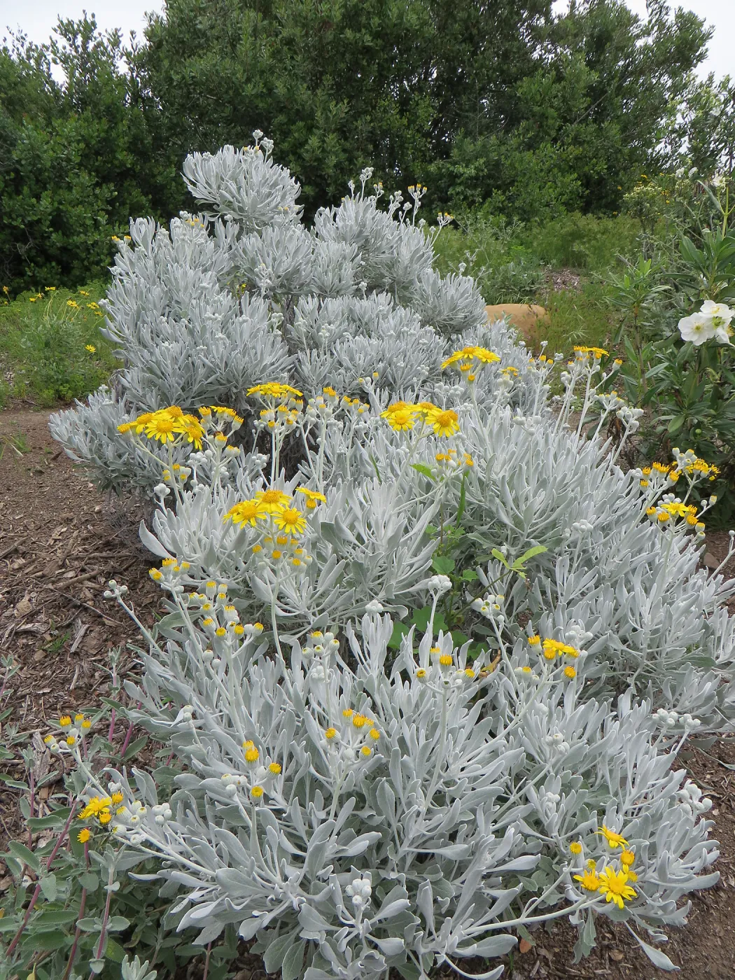 Senecio palmeri on the Porter Trail