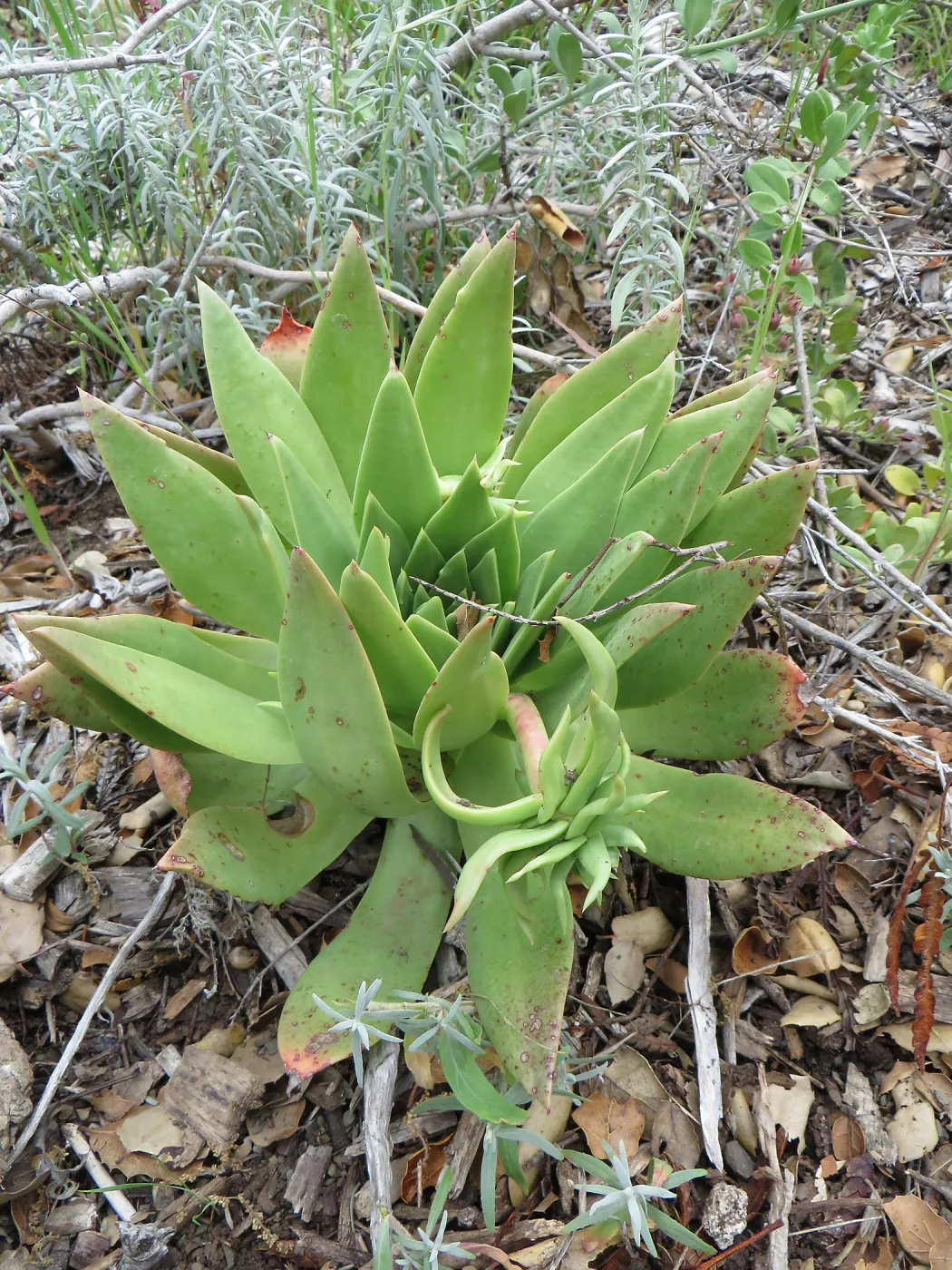 Dudleya candelabrum 02-242-7