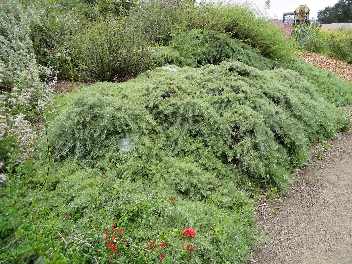 Porter Trail, Artemisia â€˜Canyon Grey'