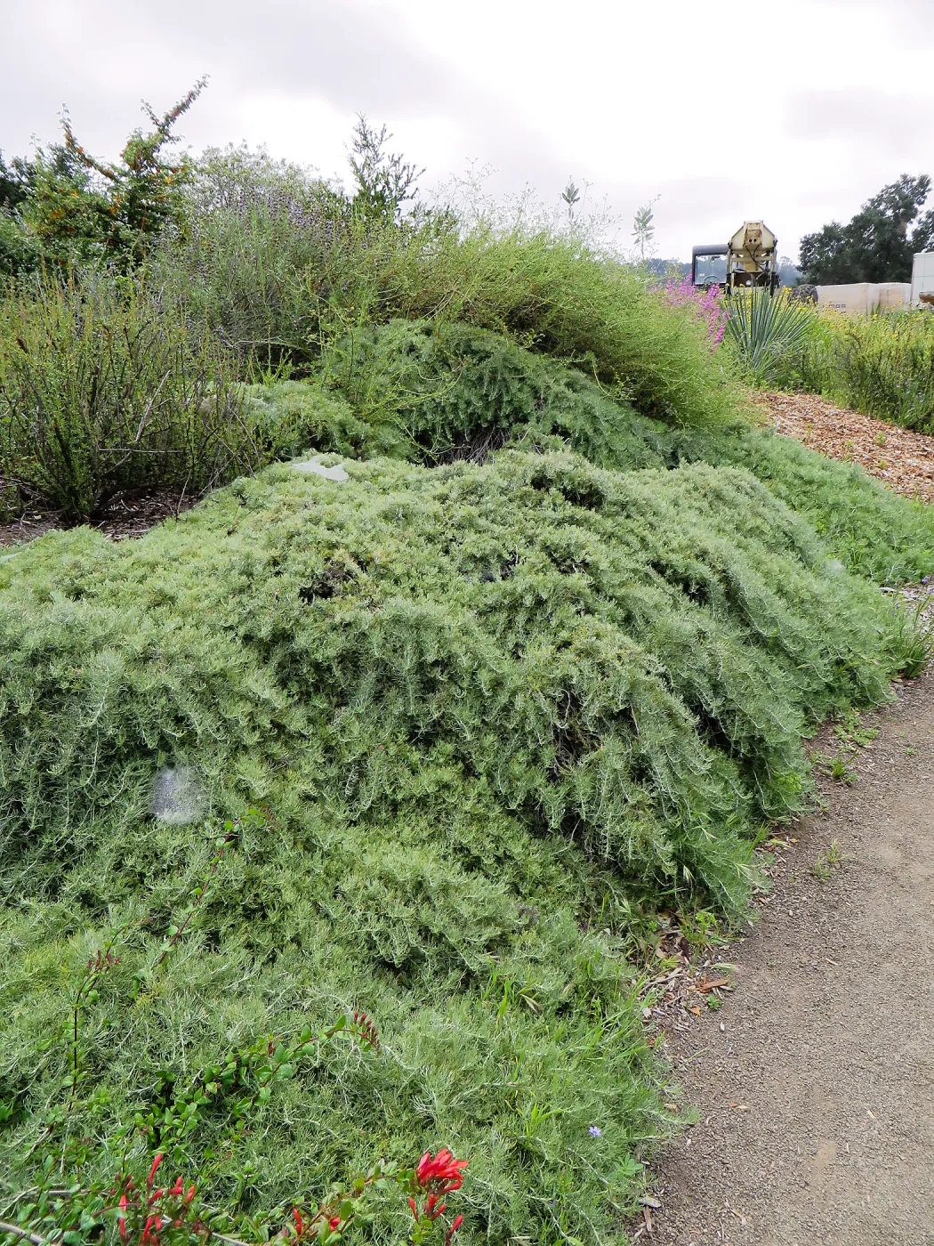 Porter Trail, Artemisia â€˜Canyon Grey'