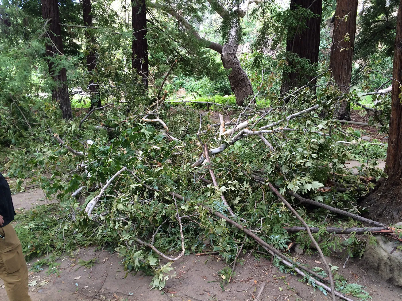 Fallen sycamore branch in Redwood section