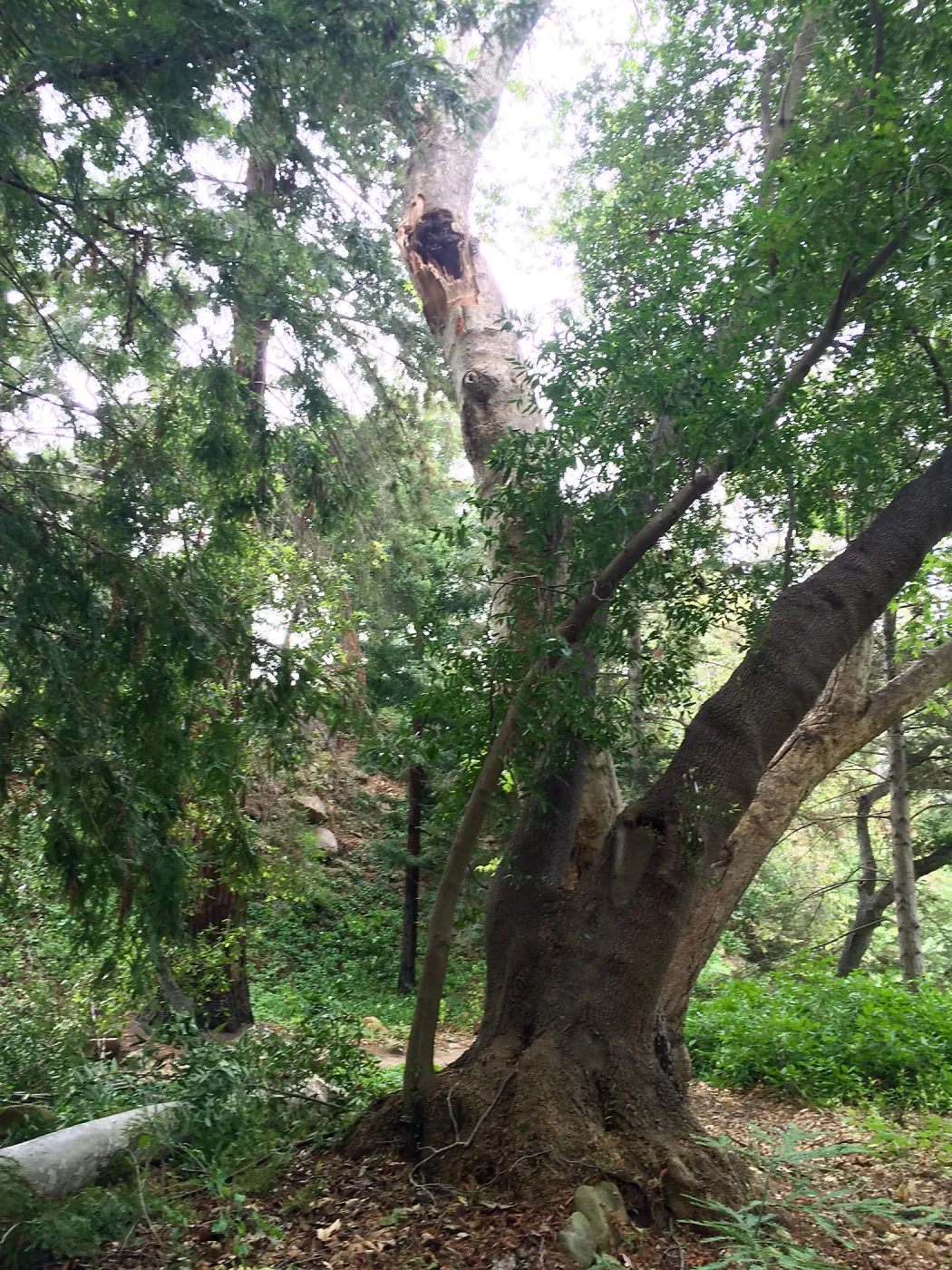 Fallen sycamore branch in Redwood section