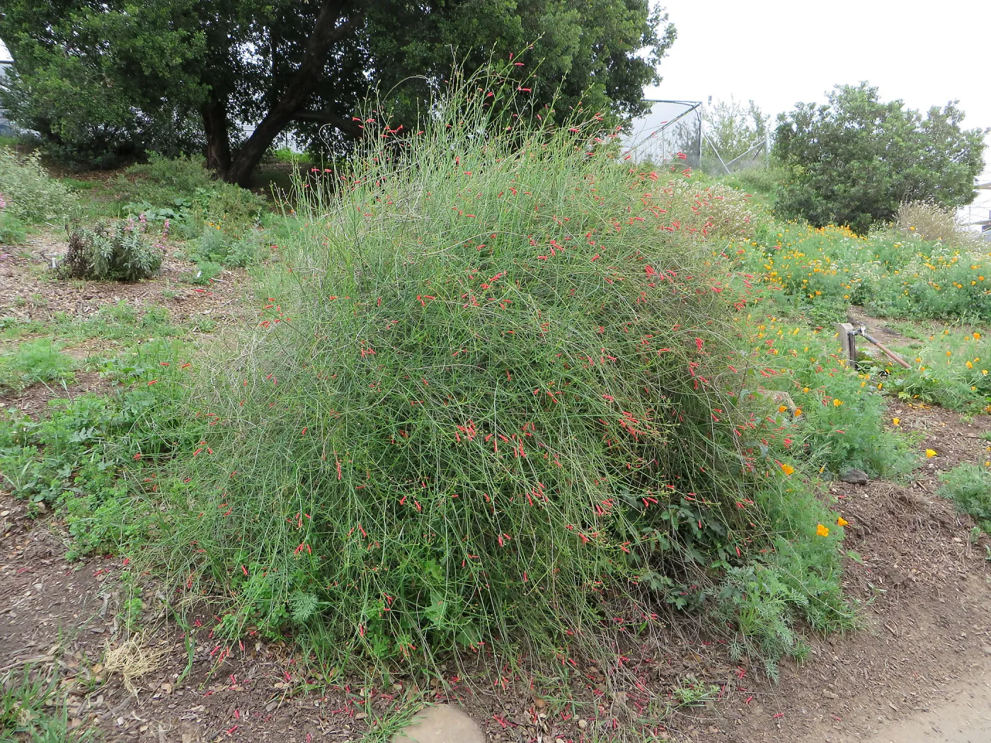 Gambelia â€˜Gran Canon'