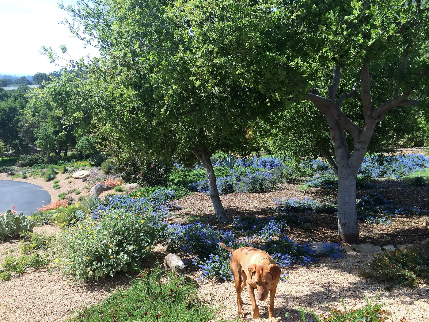 Victor Schaff garden, Ceanothus â€˜Joyce Coulter'