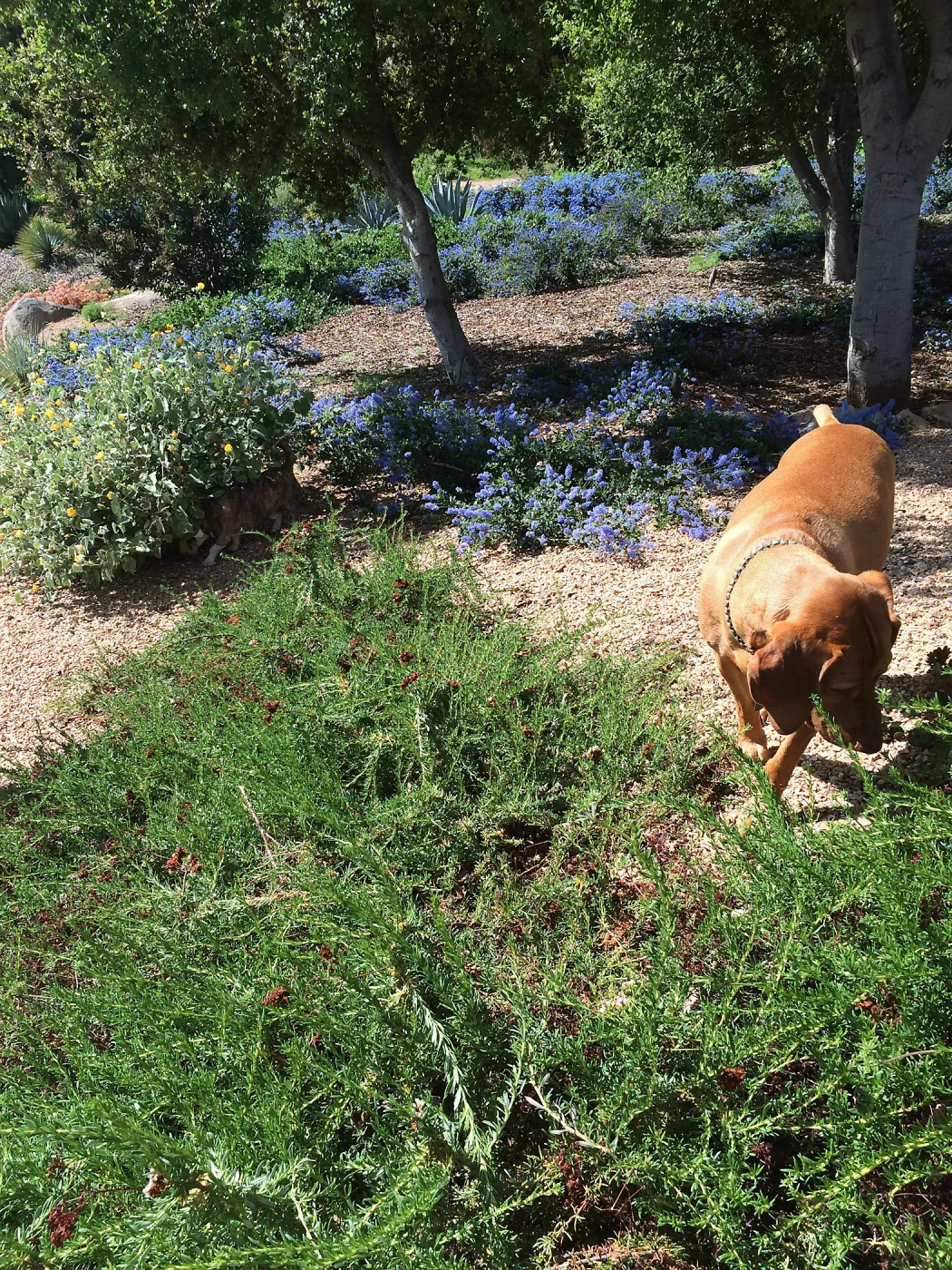 Victor Schaff garden, prostrate Eriogonum fasciculatum