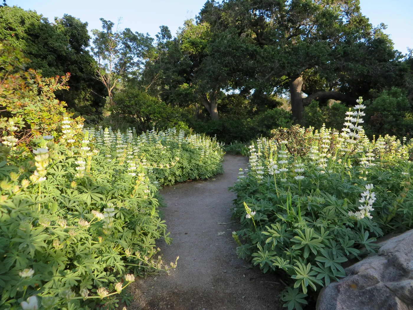 Lupinus microcarpus in Manzanita Section