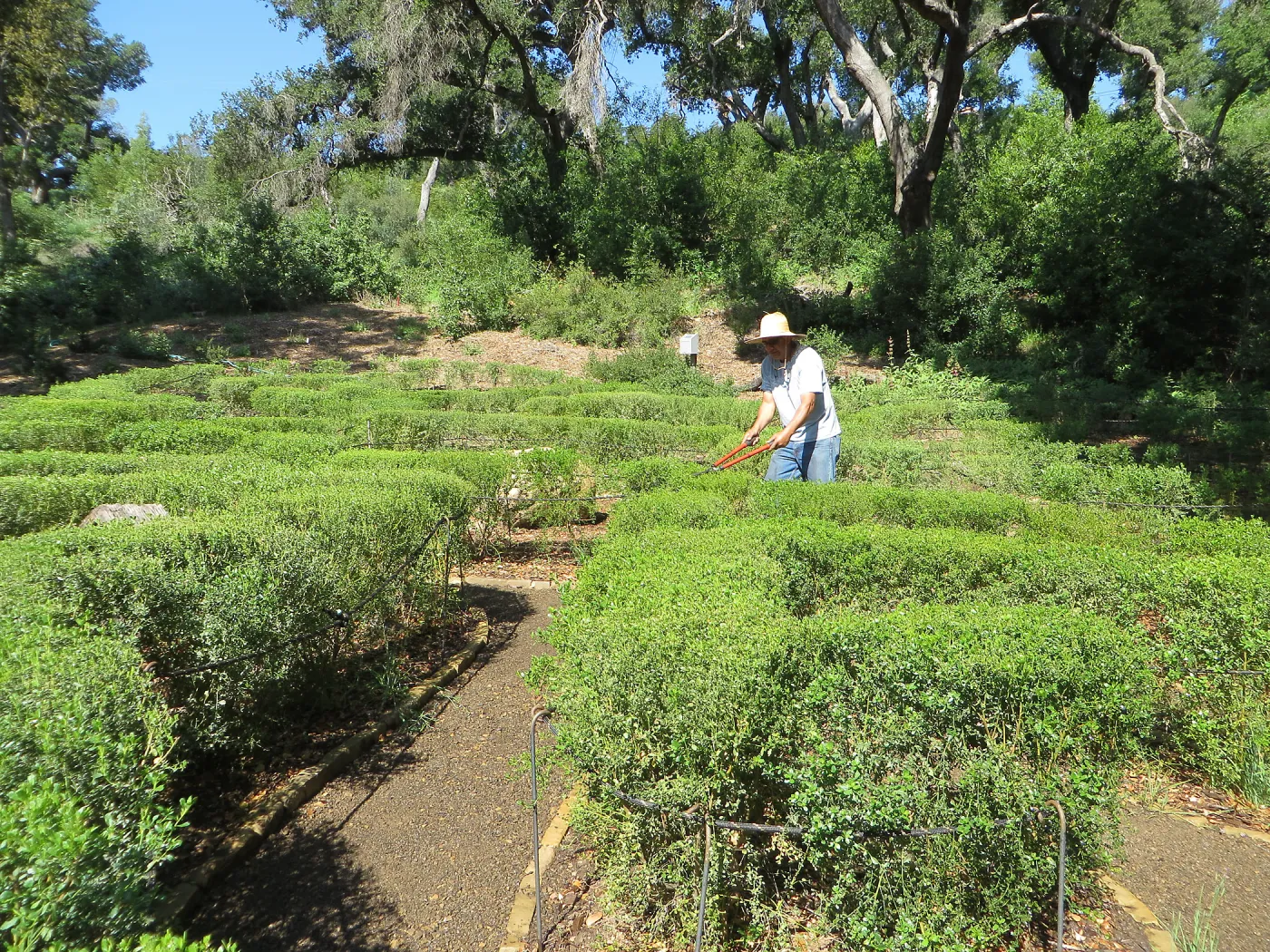 Robert Carrillo trimming the Centennial Maze