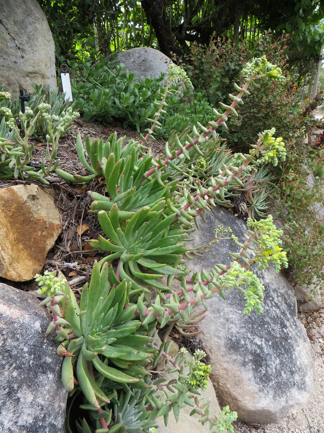 Dudleya virens hassei, parking lot bank
