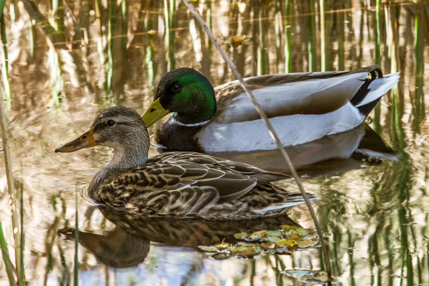 Ducks in Pond