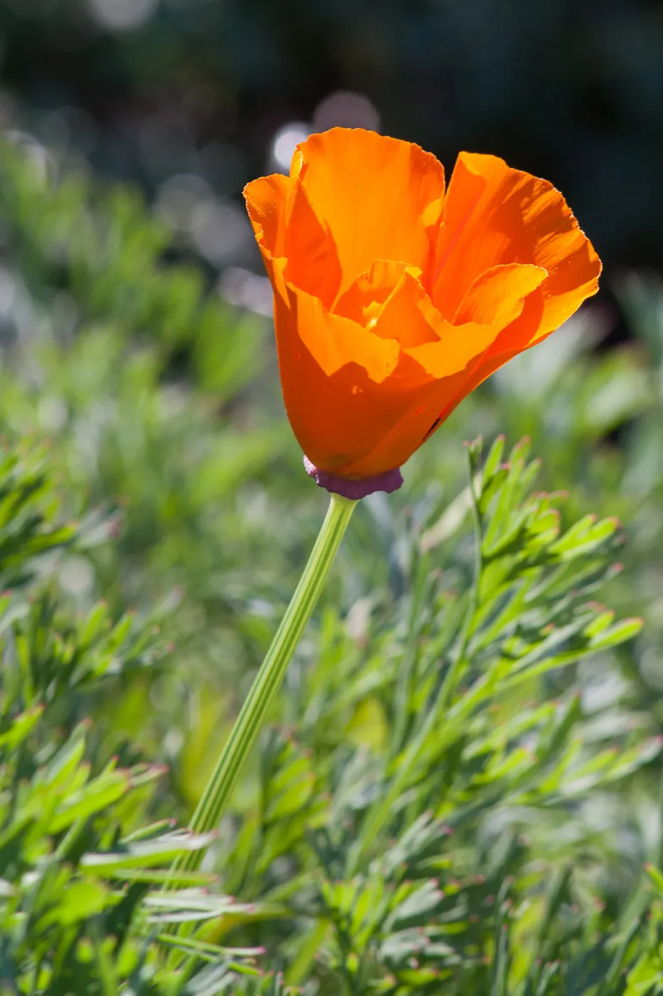 California Poppy