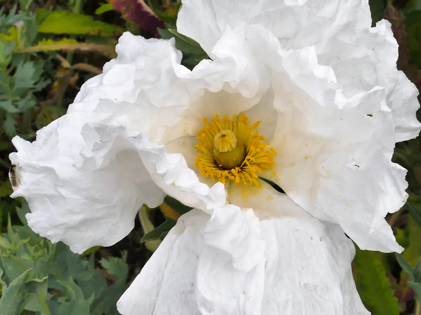 Matilija Poppy