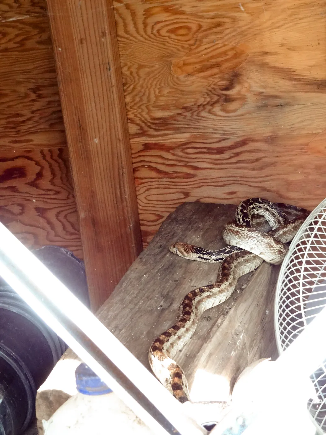 garter snake in horticulture storage cabinet