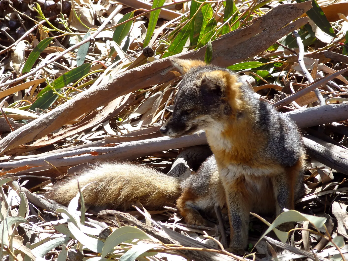 SBBG Staff field trip to Santa Cruz Island, Santa Cruz Island fox