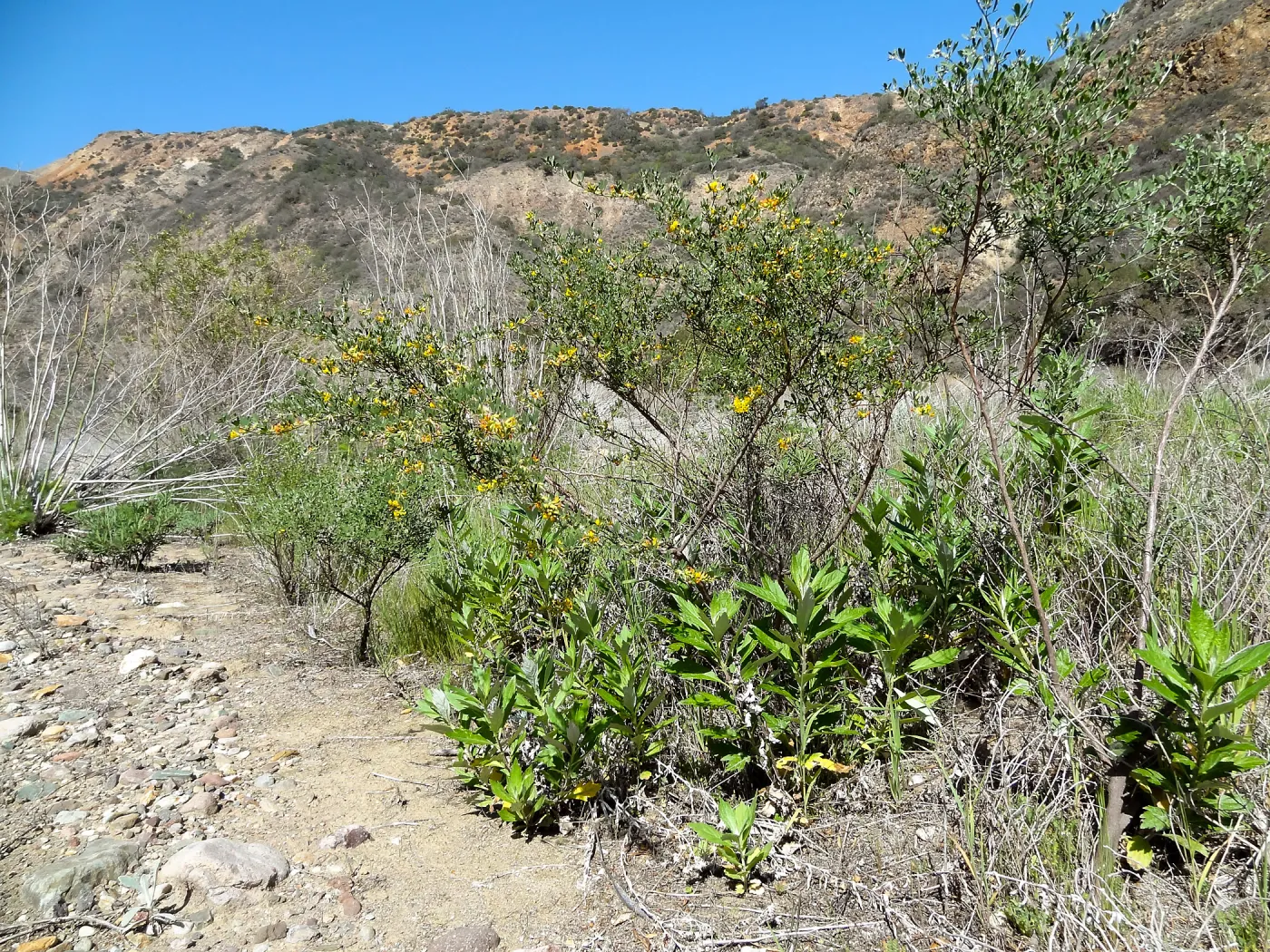 SBBG Staff field trip to Santa Cruz Island, Central Valley