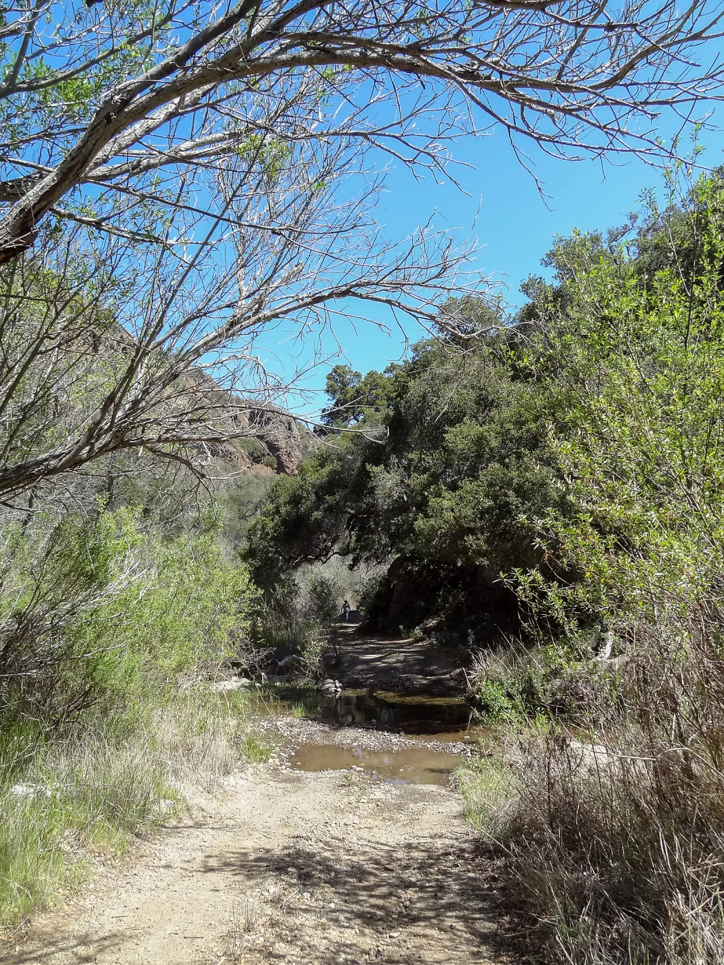 SBBG Staff field trip to Santa Cruz Island, Joni Kelly on trail