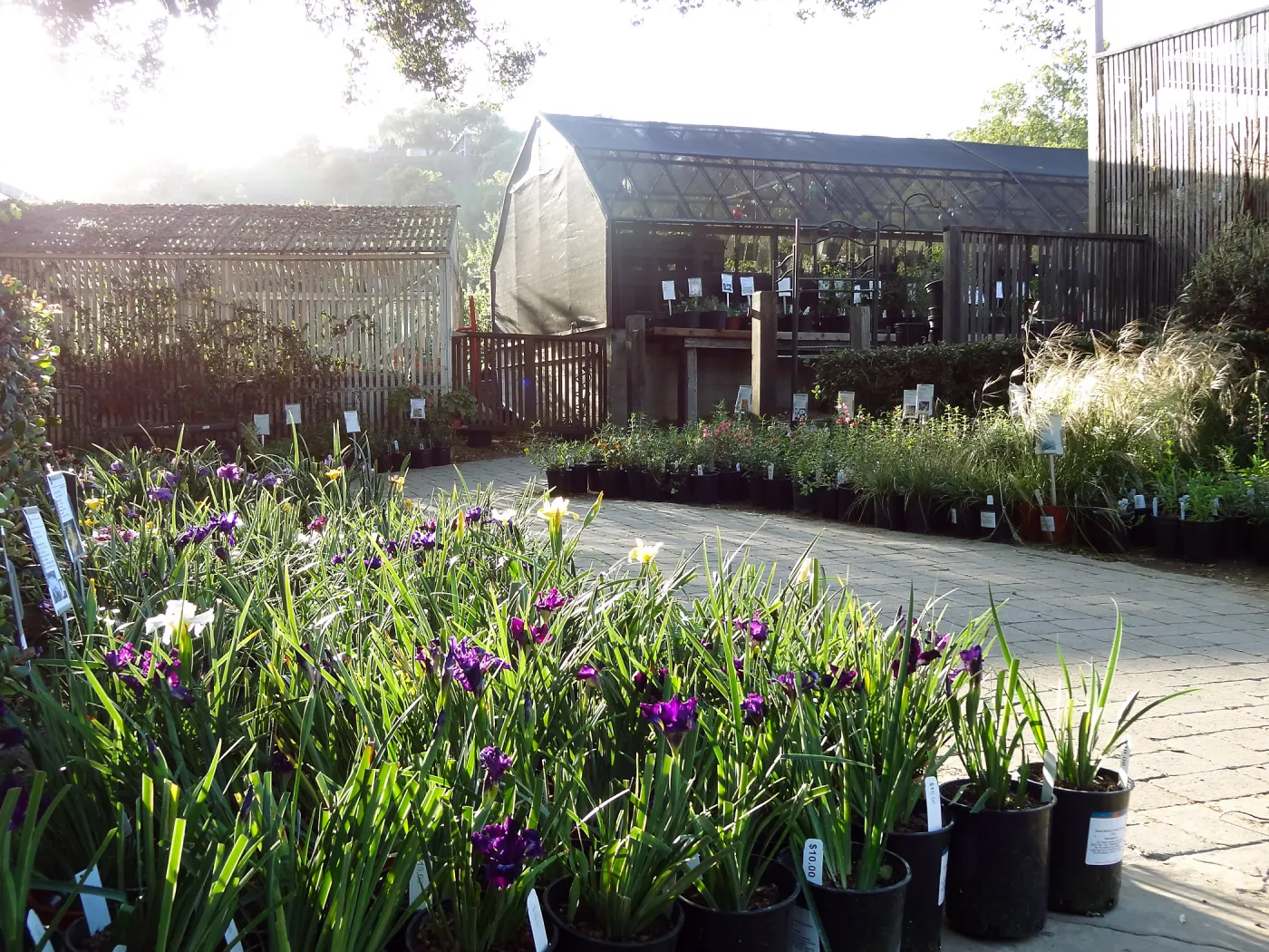 native Iris, Spring Plant Sale 2014