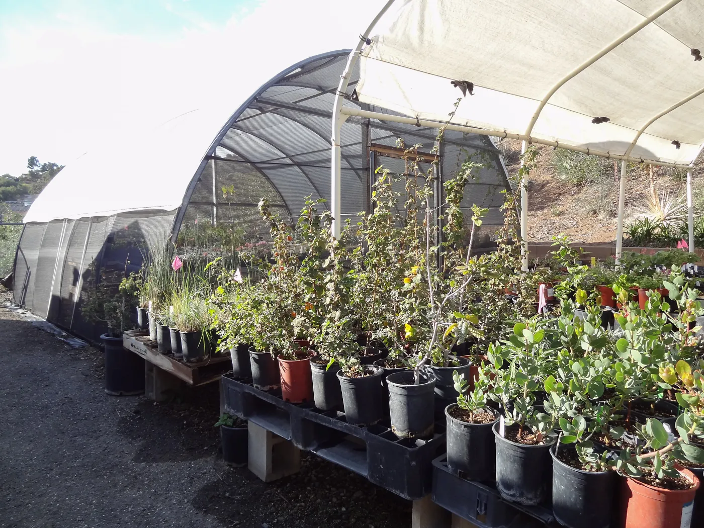 plant propagation at the Horticulture nursery, hoop house