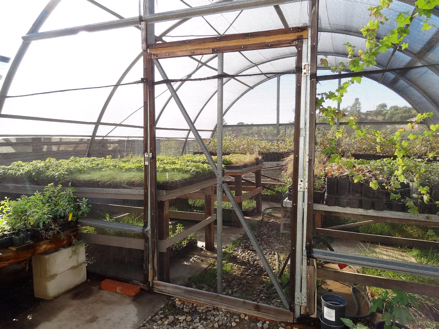 Horticulture nursery, Living collections nursery, plant propagation, hoop house
