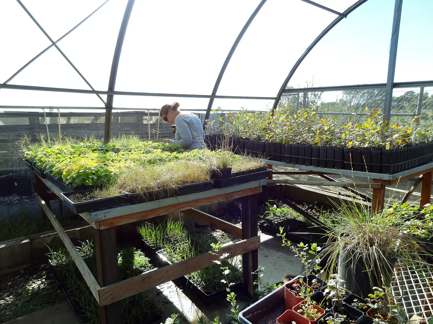 Horticulture nursery, Living collections nursery, plant propagation, hoop house, Heather Wehnau