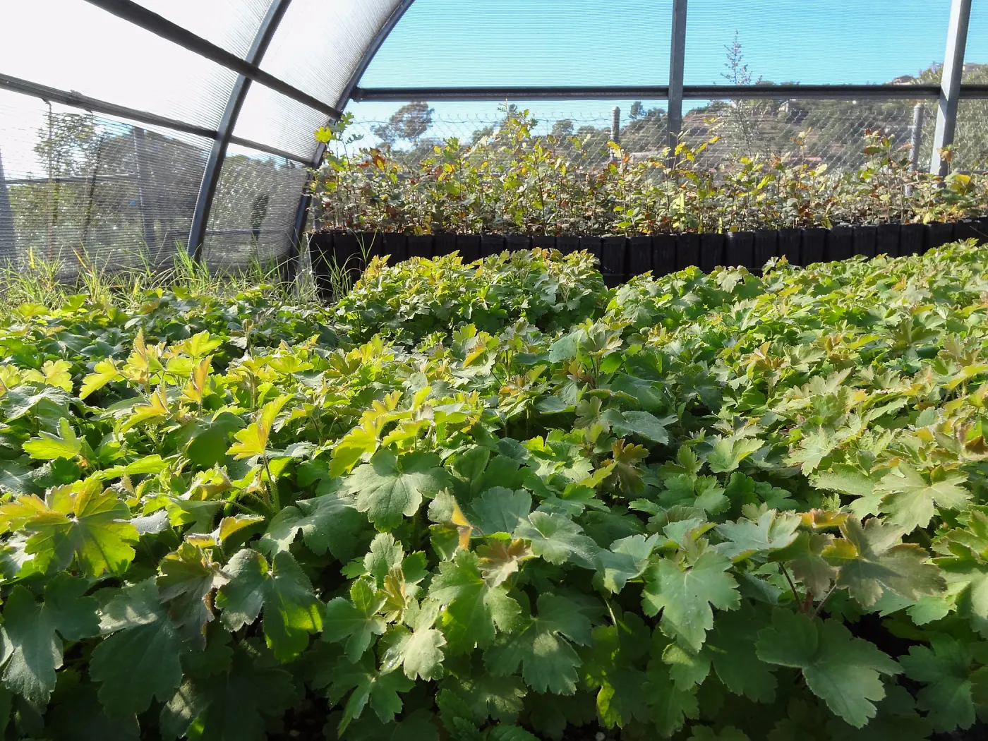 Horticulture nursery, Living collections nursery, plant propagation, hoop house